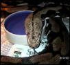 Original Strain Tiger Retic