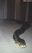 Original Strain Tiger Retic