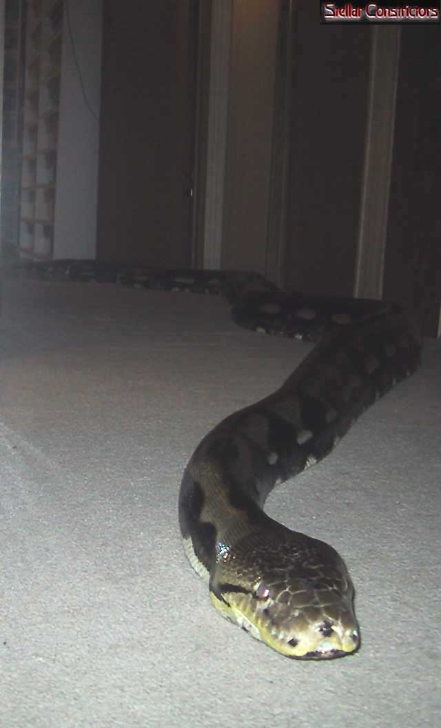Original Strain Tiger Retic