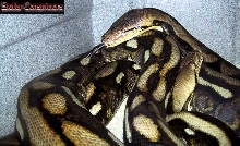 Large Tiger Retics