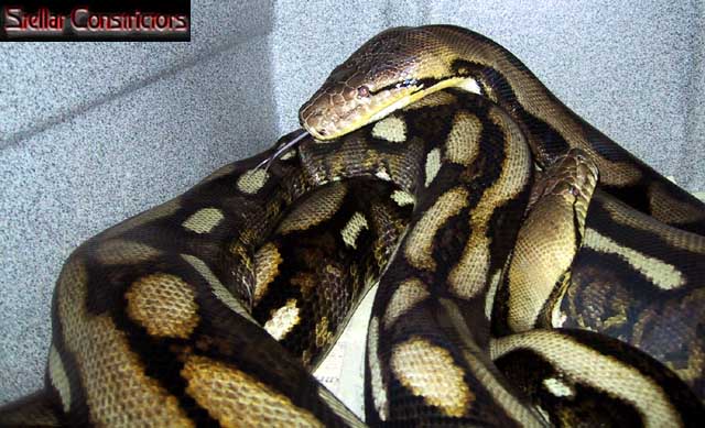 Large Tiger Retics