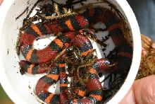 Tangerine Scarlet King