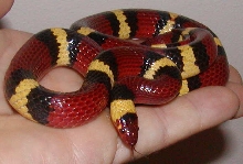SK in hand