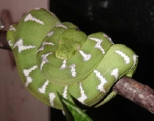 high white northern ETB 01192005