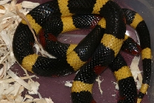 black phase SK