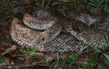 southern pine, okaloosa county fl