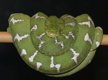 ETB northern