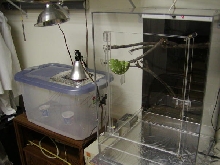 ETB in new Paul August Acrylic cage