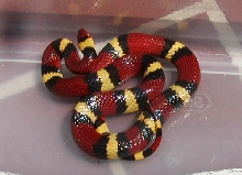 elapsoides 5