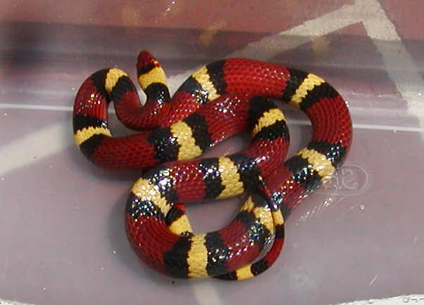 elapsoides 5