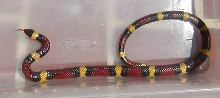 elapsoides 4