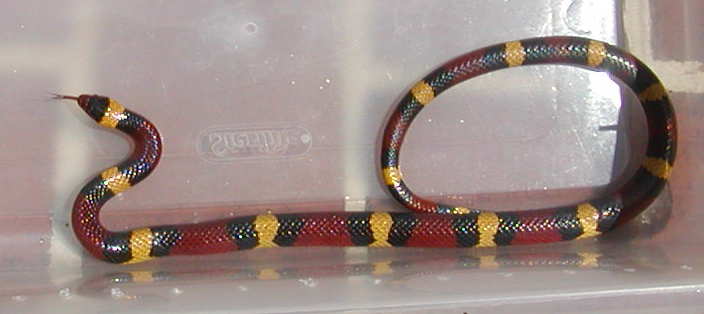 elapsoides 4