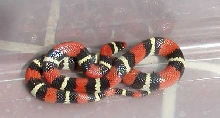elapsoides 1
