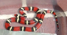 elapsoides 6