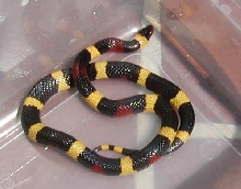 elapsoides 3