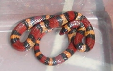 elapsoides 2