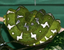 CBB Northern from Mrs Willie's 2007 litter
