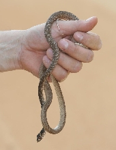 coachwhip