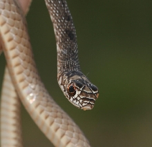 herpin/juvie coachwhip