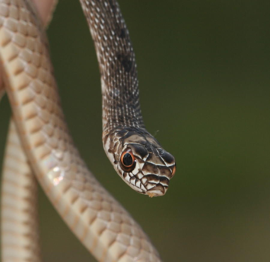 herpin/juvie coachwhip