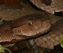 southern copperhead