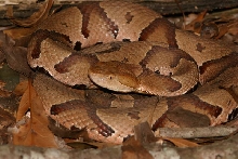 southern copperhead
