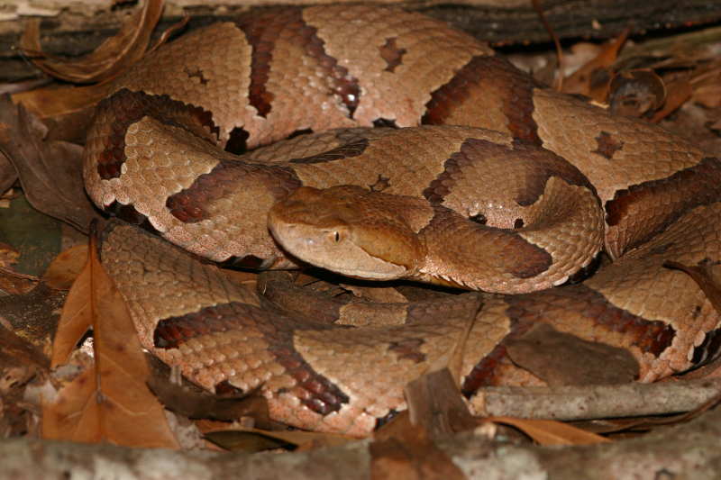 southern copperhead