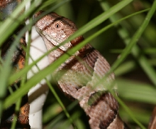 copperhead ciccada
