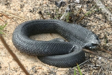 melanistic   eastern hog