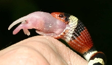 hand fed CBB scarlet king