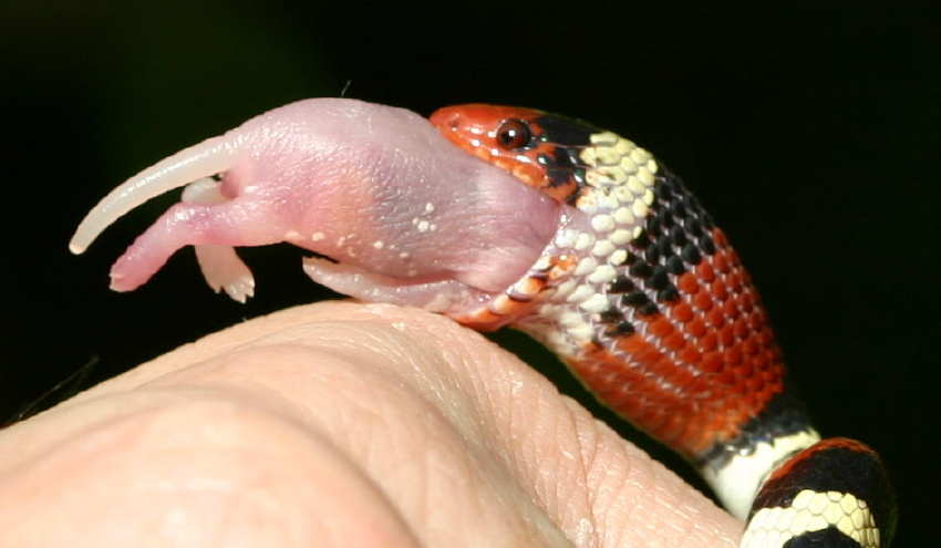 hand fed CBB scarlet king