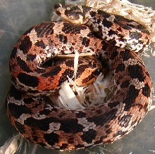 eastern hog