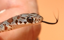 juv WC white chinned black racer?