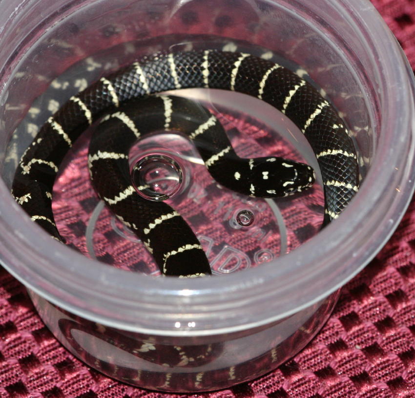 N Florida King