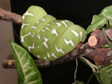 ETB