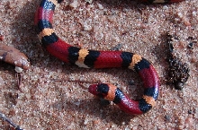 scarlet king Okaloosa co.