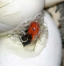 elapsoides pipping