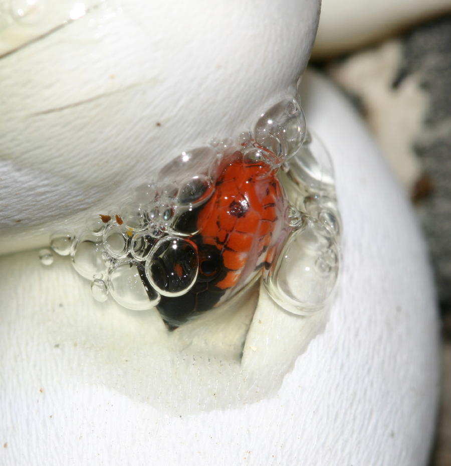 elapsoides pipping