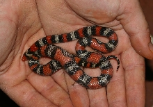 gravid southern scarlet