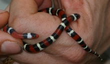 scarlet king hatchling