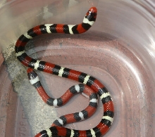 scarlet king hatchling