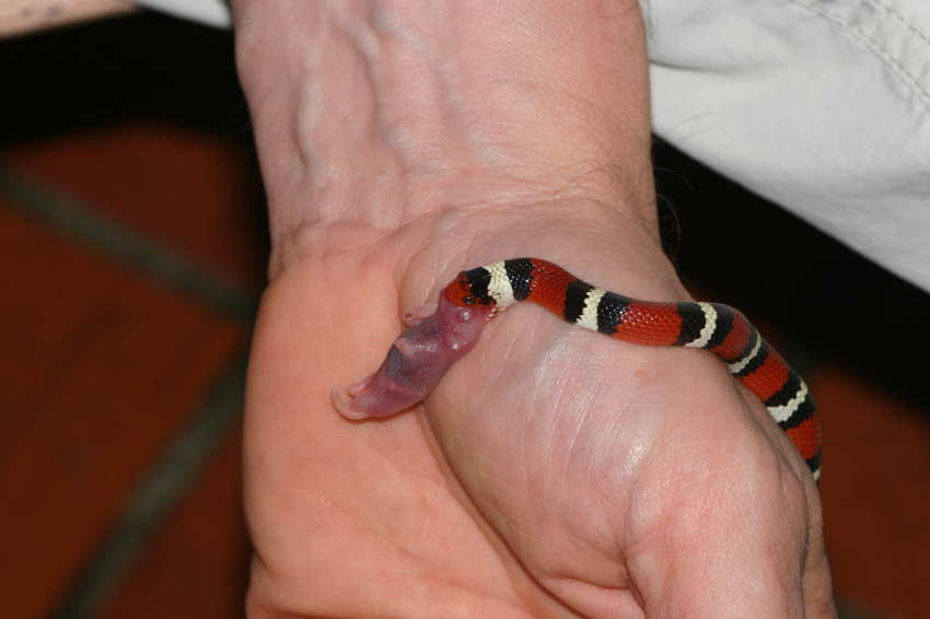sk eating unscented pink from hand