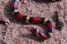 unusual scarlet king