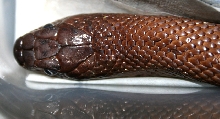ID