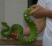 ETB/Z 2yo northern