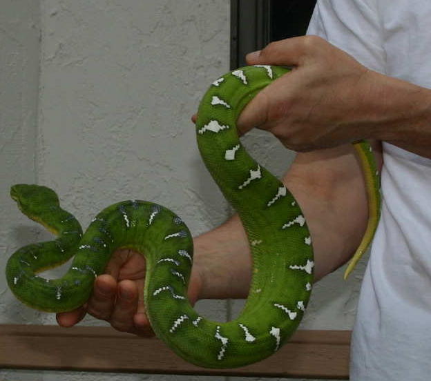 ETB/Z 2yo northern