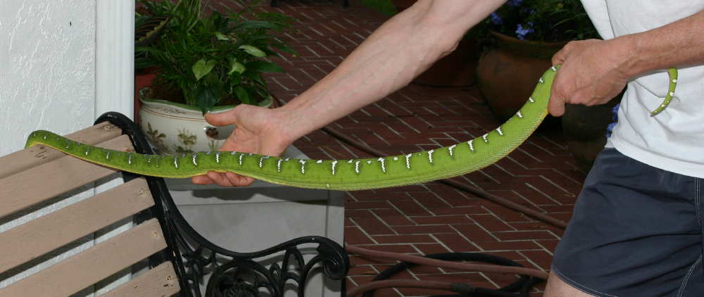 female northern ETB