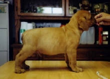 Bison stacked