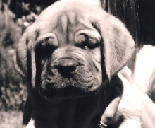 Goliath