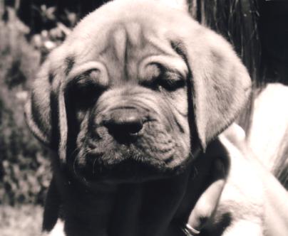 Goliath